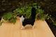 112 Scale Ooak Dollhouse Cat Kitten Animal Handmade By Melissa Drapeau