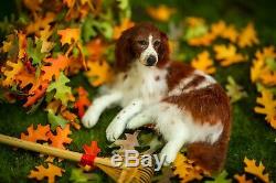 Dollhouse Miniature Dog Red and White Setter Artist Sculpted Furred OOAK 112