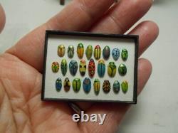 Dolls House Miniature HANDMADE BEETLE COLLECTION BY PATRICIA PAUL