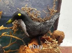 Dolls house miniature 112 ARTISAN bird taxidermy glazed case