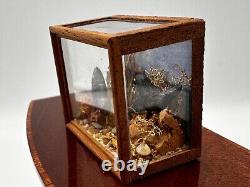 Dolls house miniature 112 ARTISAN bird taxidermy glazed case