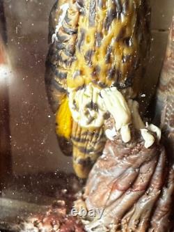 Dolls house miniature 112 ARTISAN taxidermy owl by ALEX CURTIS