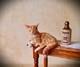 Dolls House Miniature 112 Scale Sarah Hendry Ginger Shelf Sitting Tabby Cat