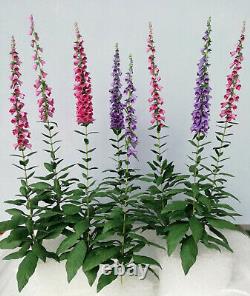 Miniature mixed Foxgloves flowers plants 112 dollshouse garden