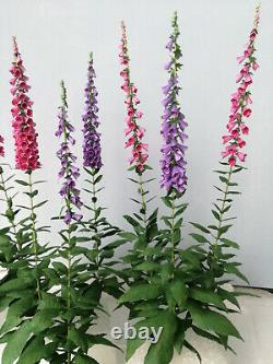 Miniature mixed Foxgloves flowers plants 112 dollshouse garden