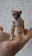 Ooak Miniature Dollhouse Cheetah Wild Cat By Malga