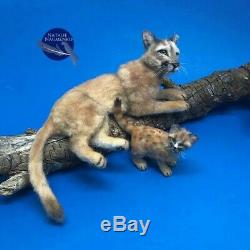 OOAK dollhouse lion cub cat 112 miniature handmade IGMA Artisan N. Naumenko