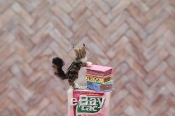 OOAK realistic dollhouse miniature Maine coon cat and book 112 scale